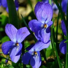 Blå violer, viola odorata, blommar i solljus. Deras sammetslena kronblad och gröna bladverk skapar en vacker vårscen.