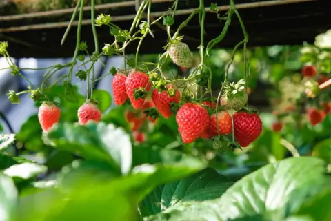 Mogna och gröna fragaria ananassa hänger från plantan, redo att plockas.