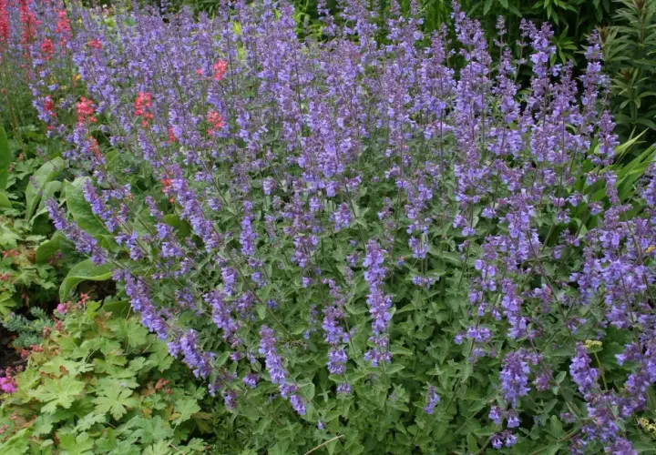 En tät rabatt med lila kantnepeta sorter som blommar rikligt. Några röda blommor sticker upp bland det lila.
