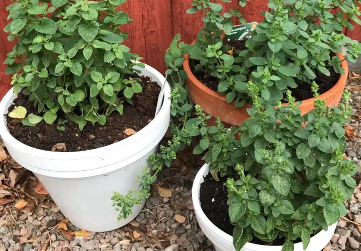 Tre krukor med oregano (Origanum vulgare) växer frodigt. En vit kruka till vänster, en terrakottakruka i mitten och en vit kruka framtill.