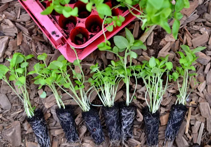 Små plantor med persilja perenn redo att planteras. De har fina rötter och gröna blad.