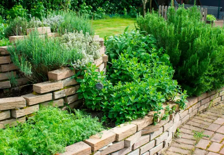 En vacker örtagård med upphöjda bäddar av tegelstenar. Här kan du odla timjan, mynta, rosmarin och andra örter.
