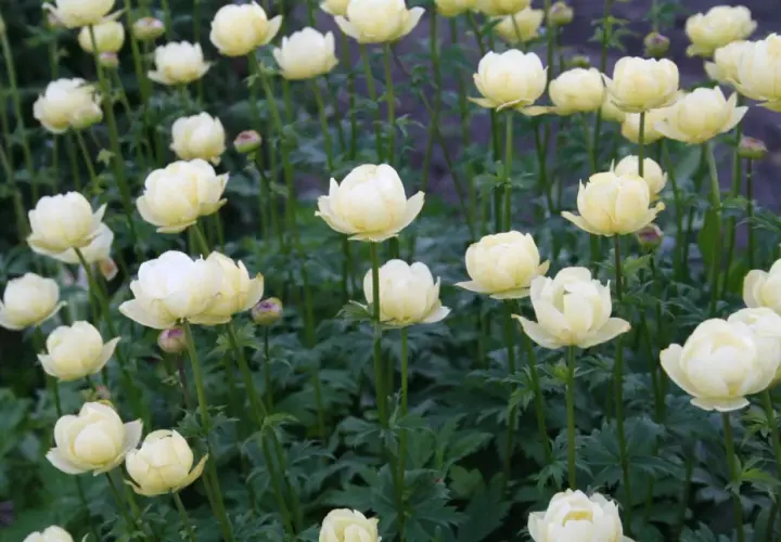 En blomsteräng med många ljusgula blommor av arten Eurybia divaricata. De ser ut som små, fluffiga bollar.
