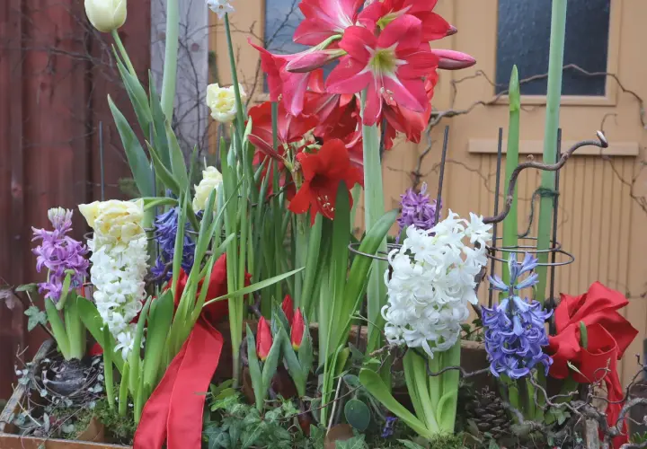 Vacker blomsteruppsättning med amaryllis, tulpaner och hyacinter. Perfekt inspiration för att plantera hyacinter ute i vår.