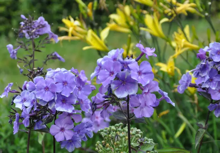 En klunga lila flox blommar vackert med vita kanter. Bakom syns gula blommor i en lummig trädgård.