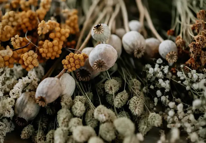 En bukett med torkade blommor, vallmofrökapslar och gula eterneller. Vackra detaljer som skapar en känsla av höst och natur.