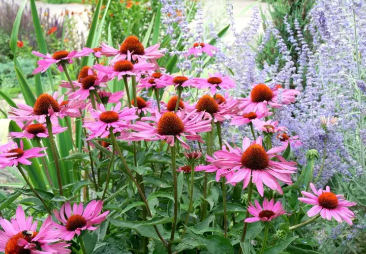 En grupp rosa solhatt magnus blommor med orange mitt. Bakom syns lila lavendelblommor.