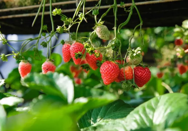 Mogna och gröna fragaria ananassa hänger från plantan, redo att plockas.