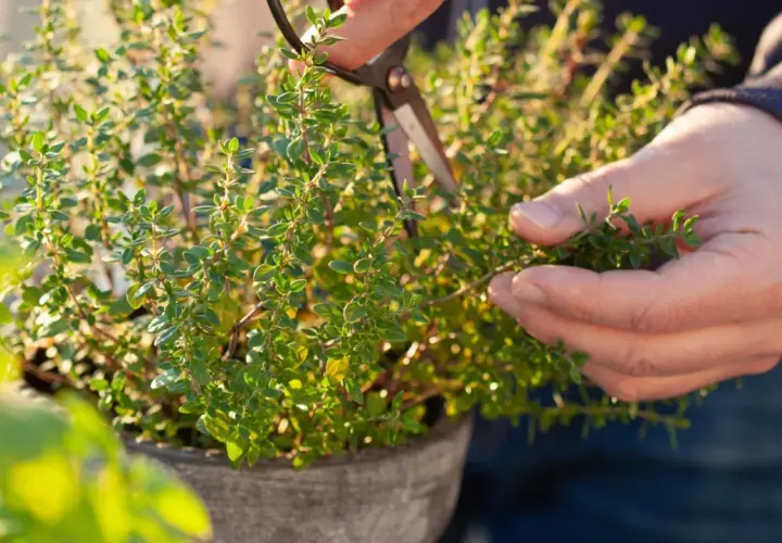 Händer klipper timjan (thymus vulgaris) i en kruka. Solen lyser på de gröna bladen.