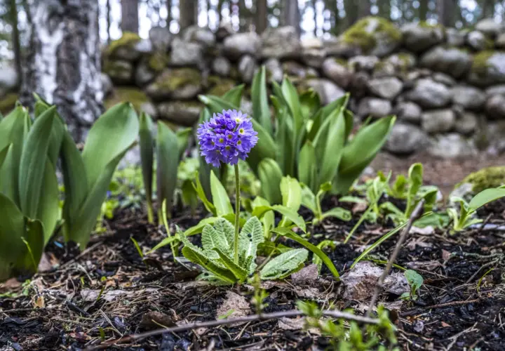En ensam lila blomma reser sig ur jorden, omgiven av gröna blad och en stenmur. En vacker påminnelse om svenska blommor.