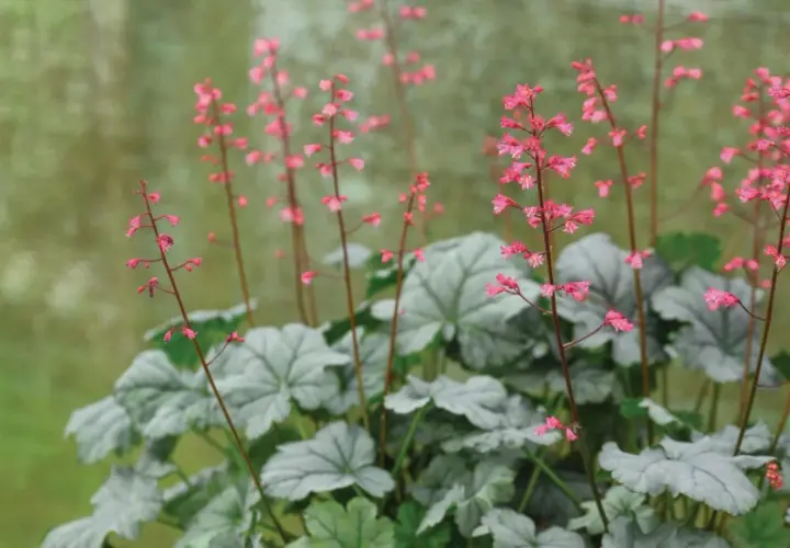En alunrot rabatt med silverfärgade blad och små rosa blommor som sträcker sig mot ljuset.