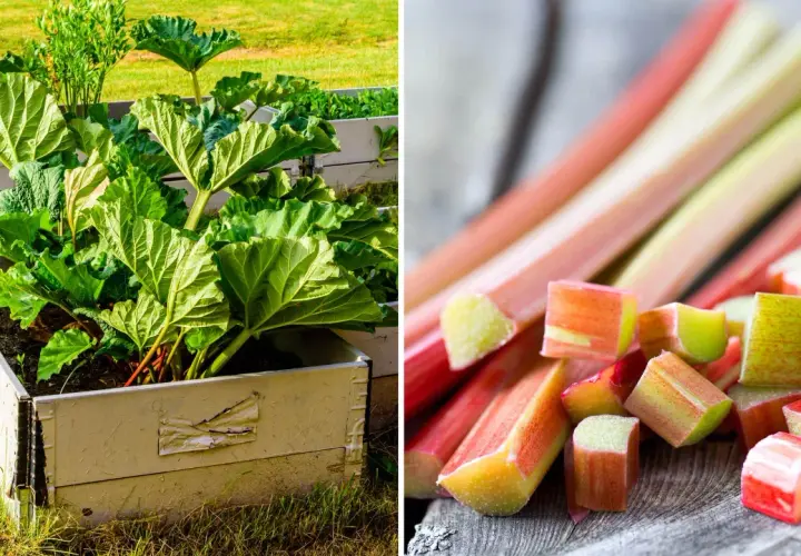 Rabarberplantan Rheum rhabarbarum växer i en upphöjd bädd. Skurna rabarberstjälkar ligger på en träyta.