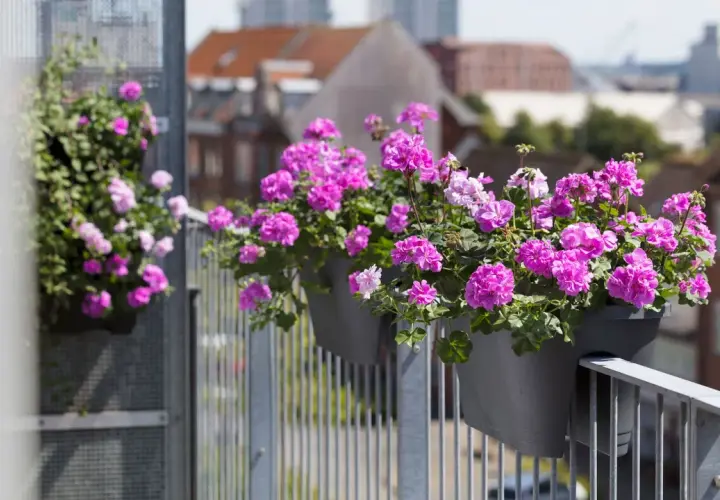 Fyllig balkonglåda med rosa pelargoner ger inspiration för en blomstrande uteplats.