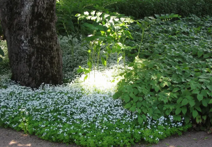 En matta av små vita blommor, troligen galium odoratum, breder ut sig vid foten av ett stort träd.