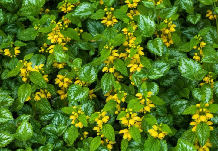 En tät matta av lamium galeobdolon med sina karakteristiska silvermönstrade blad och små, gula blommor som lyser upp i gröngräset.