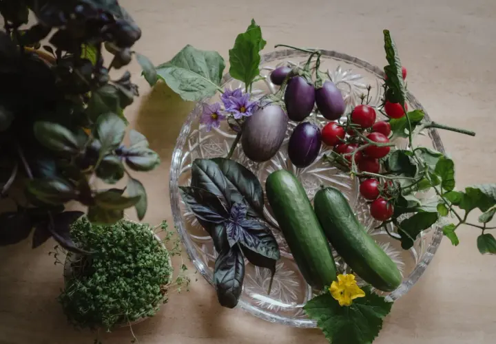 Färska grönsaker från vertikal odling: aubergine, tomater, gurka, basilika och krasse.