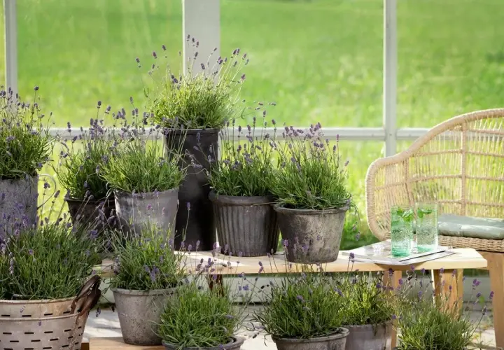 Många krukor med lila lavendelblommor står på en trähylla, perfekt för en somrig balkong.