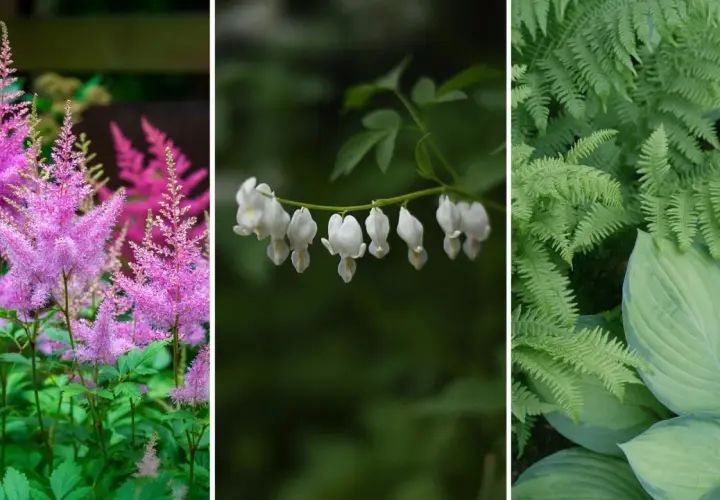 Rosa astilbe, vita hjärtblommor och gröna ormbunkar trivs i perenn skugga.