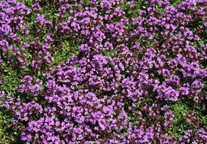 Täckt av lila blommor och gröna blad, dessa backtimjan plantor sprider sig över marken.