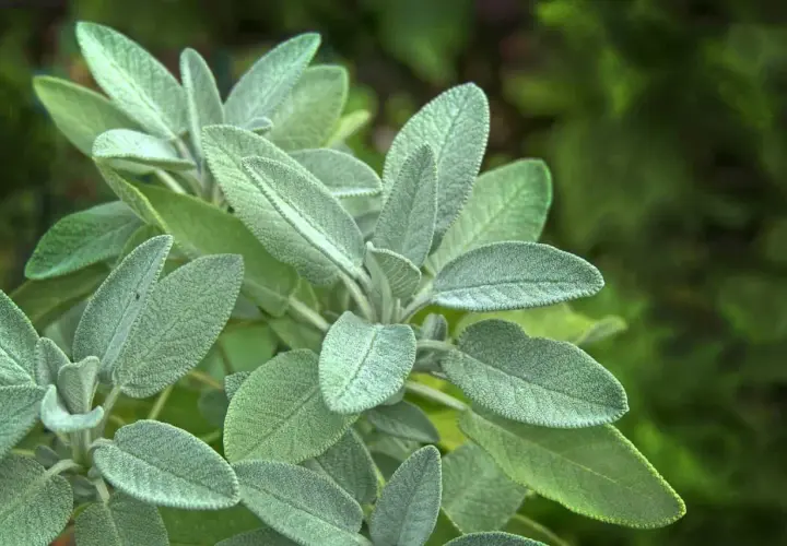 Närbild på salvia officinalis med sina sammetslena, grågröna blad. En växt som doftar underbart.