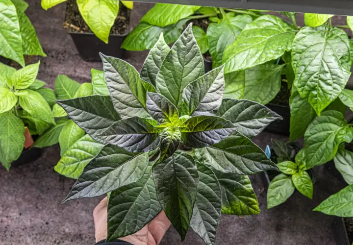 En hand håller en mörk chili planta med stora, gröna blad. Flera andra plantor syns i bakgrunden.