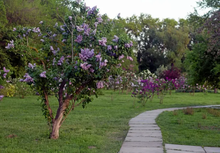 En vacker syrenbuske blommar vid en stenlagd gång i en park. En perfekt plats att plantera syren för att njuta av våren.