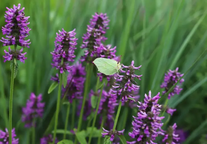 En ljusgul citronfjäril vilar på en lila blomställning av betonica officinalis.