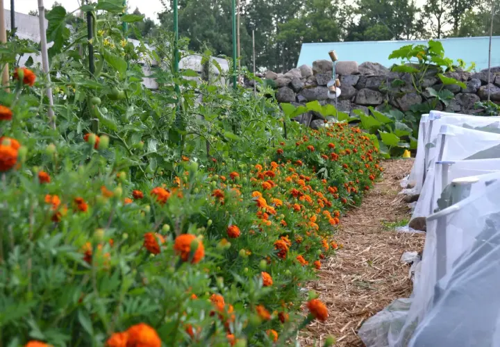 En rad med orange blommor kantas av tomatplantor som växer i en trädgård.