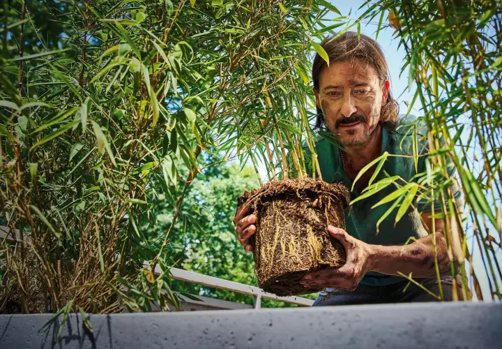 Man håller en **bambu i kruka** med välutvecklade rötter. Gröna blad och solljus.