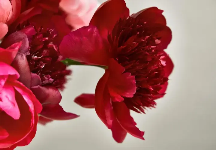 Närbild på röda och rosa pioner. Dessa blommor har en rik blommor betydelse, symboliserande kärlek och lycka.