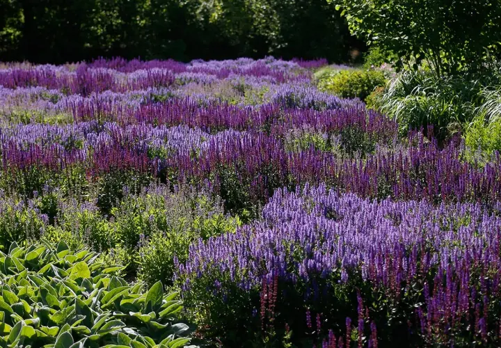 Ett fält med många lila salvia sorter som blommar i solljus.