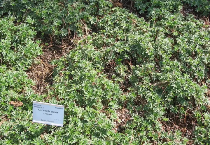 En tät matta av alchemilla alpina, även känd som fjällkåpa, täcker marken med sina karaktäristiska, handflikiga blad.