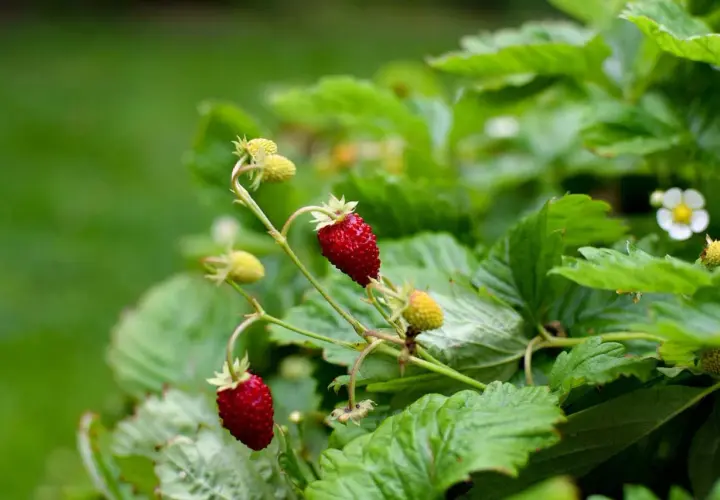 Två röda smultron hänger från en planta, redo att plockas. Plantera smultron för sommarens godaste bär.