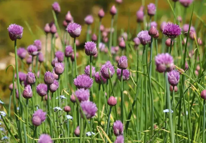 Fält av lila allium schoenoprasum blommor, med gröna stjälkar och suddig bakgrund.