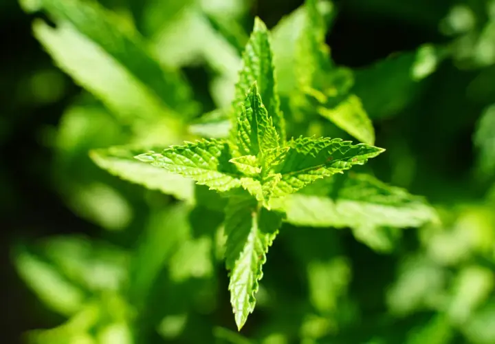 Närbild på en grön citronmeliss perenn med taggiga blad som sträcker sig utåt.