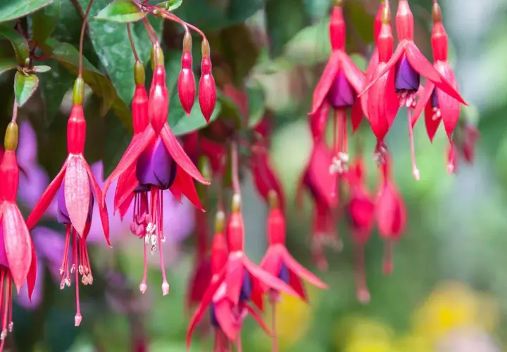 Hängande fuchsia utomhus, med sina röda kronblad och lila inre, ser ut som små balettdansöser i vinden.
