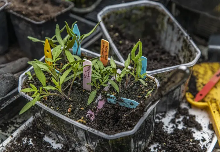 Små tomatplantor med färgglada etiketter redo att plantera ut. Jorden är fuktig och förberedd för en ny växtsäsong.