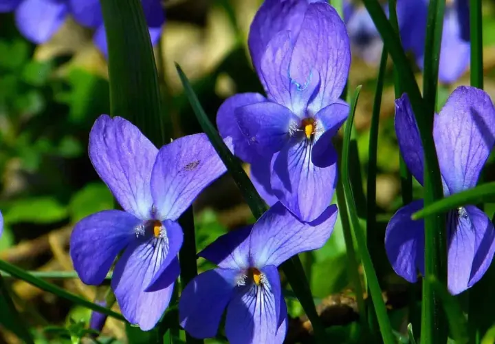 Blå violer, viola odorata, blommar i solljus. Deras sammetslena kronblad och gröna bladverk skapar en vacker vårscen.