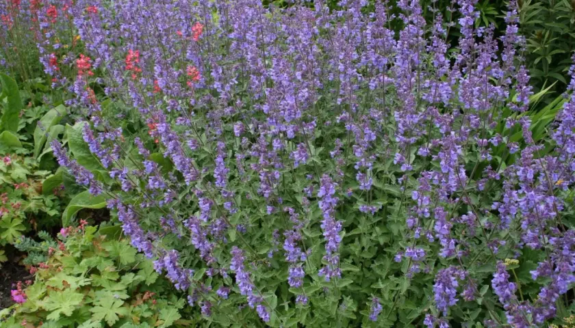 En tät rabatt med lila kantnepeta sorter som blommar rikligt. Några röda blommor sticker upp bland det lila.