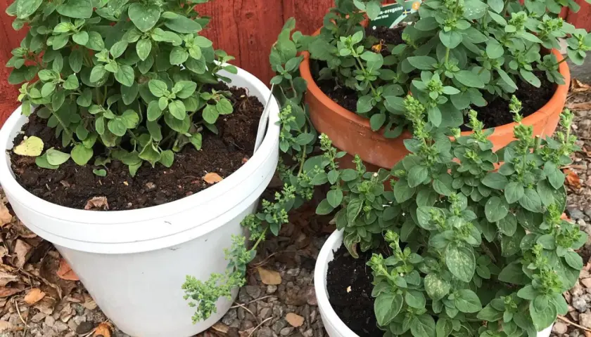 Tre krukor med oregano (Origanum vulgare) växer frodigt. En vit kruka till vänster, en terrakottakruka i mitten och en vit kruka framtill.