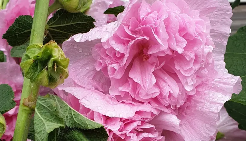 En stor, dubbel, rosa stockros med vattendroppar på kronbladen. En grön stjälk med blad och knoppar syns till vänster.