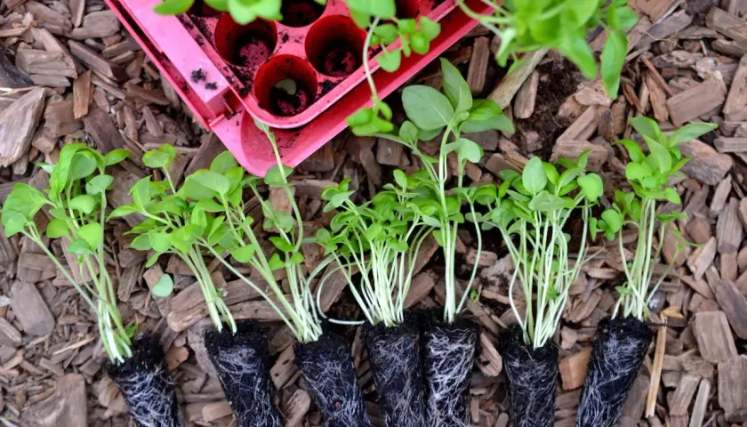 Små plantor med persilja perenn redo att planteras. De har fina rötter och gröna blad.