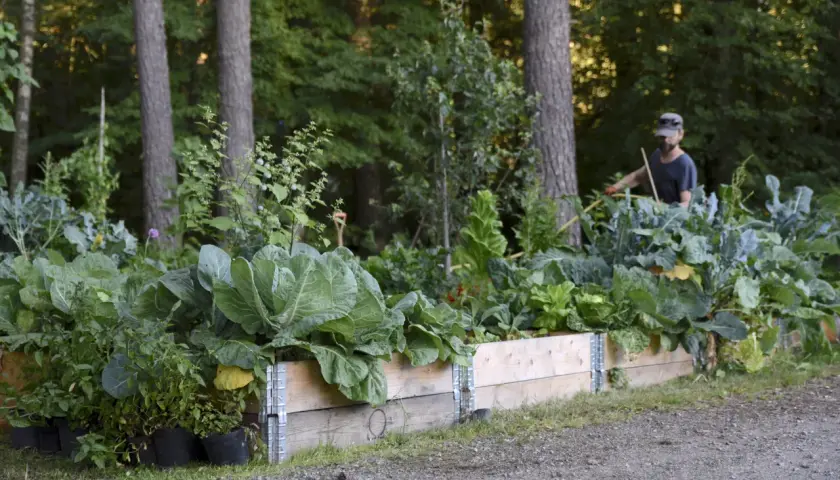 En man vattnar en frodig köksträdgård med kål och andra grönsaker. I bakgrunden syns träd och en skog. Kanske finns här även Matteuccia struthiopteris.