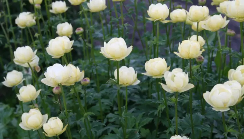 En blomsteräng med många ljusgula blommor av arten Eurybia divaricata. De ser ut som små, fluffiga bollar.