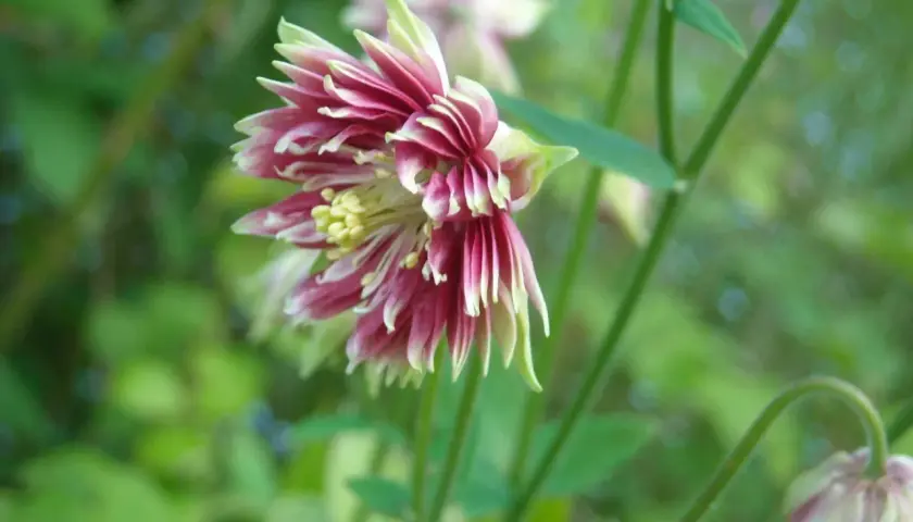 En vacker akleja, 'Nora Barlow', med sina karaktäristiska dubbla, rosa och vita blommor mot en grön bakgrund.