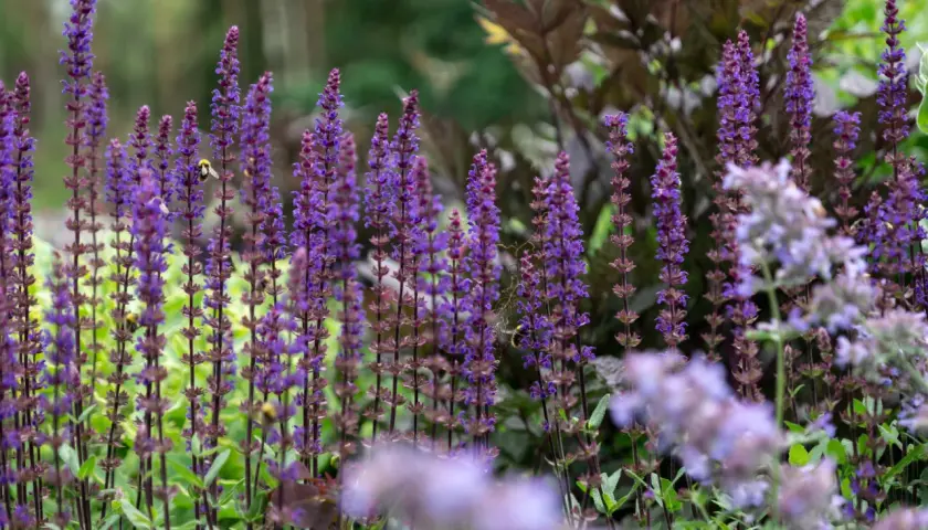 En humla besöker en blommande rabatt med lila salvia, årets perenn. Många blommor i olika lila nyanser skapar en levande och inbjudande trädgård.