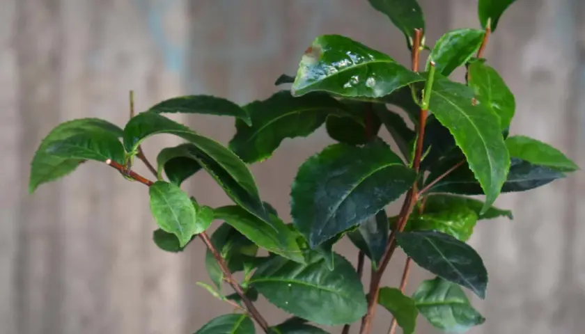En ung teplanta med blanka, gröna blad. Drömmen att odla te i Sverige börjar här.