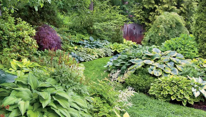 En frodig trädgård med många hosta, inklusive den ståtliga 'Royal Standard', som slingrar sig längs en gräsmatta mot en gammal träport.