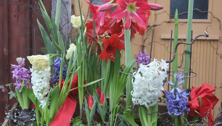 Vacker blomsteruppsättning med amaryllis, tulpaner och hyacinter. Perfekt inspiration för att plantera hyacinter ute i vår.