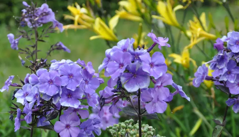 En klunga lila flox blommar vackert med vita kanter. Bakom syns gula blommor i en lummig trädgård.